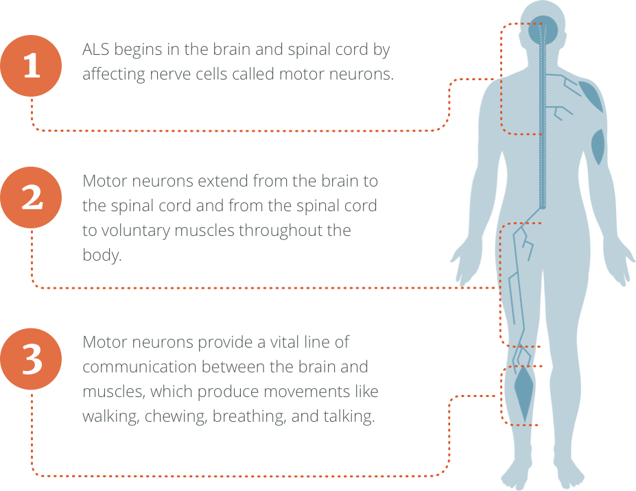 ALS Overview l ALS Pathways